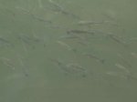 sidi_gulmin_fbj_safi_20101230_1504213162.jpg